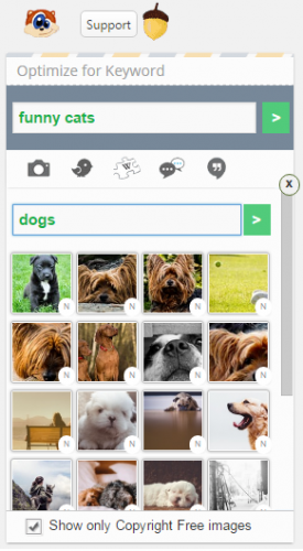 dog pictures
